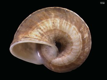 Media type: image; Malacology 167158